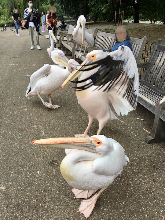 Pelicans at St. James's Park